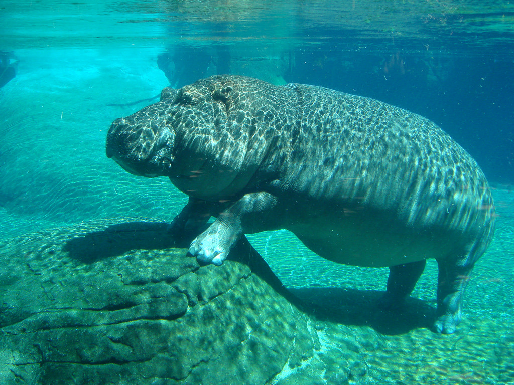 san-diego-zoo-the-vine-child-care-center